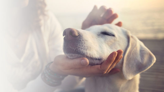 The Importance of Pet Trusts: Don’t Forget About Fido!